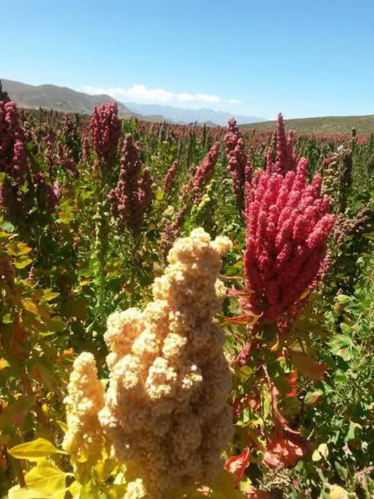 Panojas de quinua roja y blanca en el campo