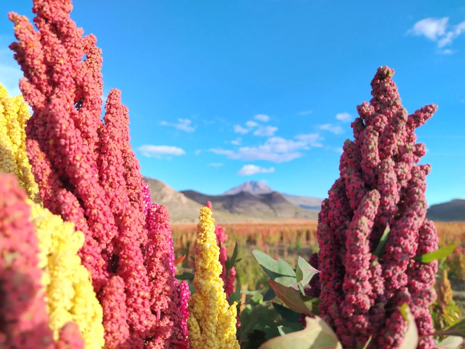 Panojas de quinua rosadas y amarillas con el Tunupa al fondo