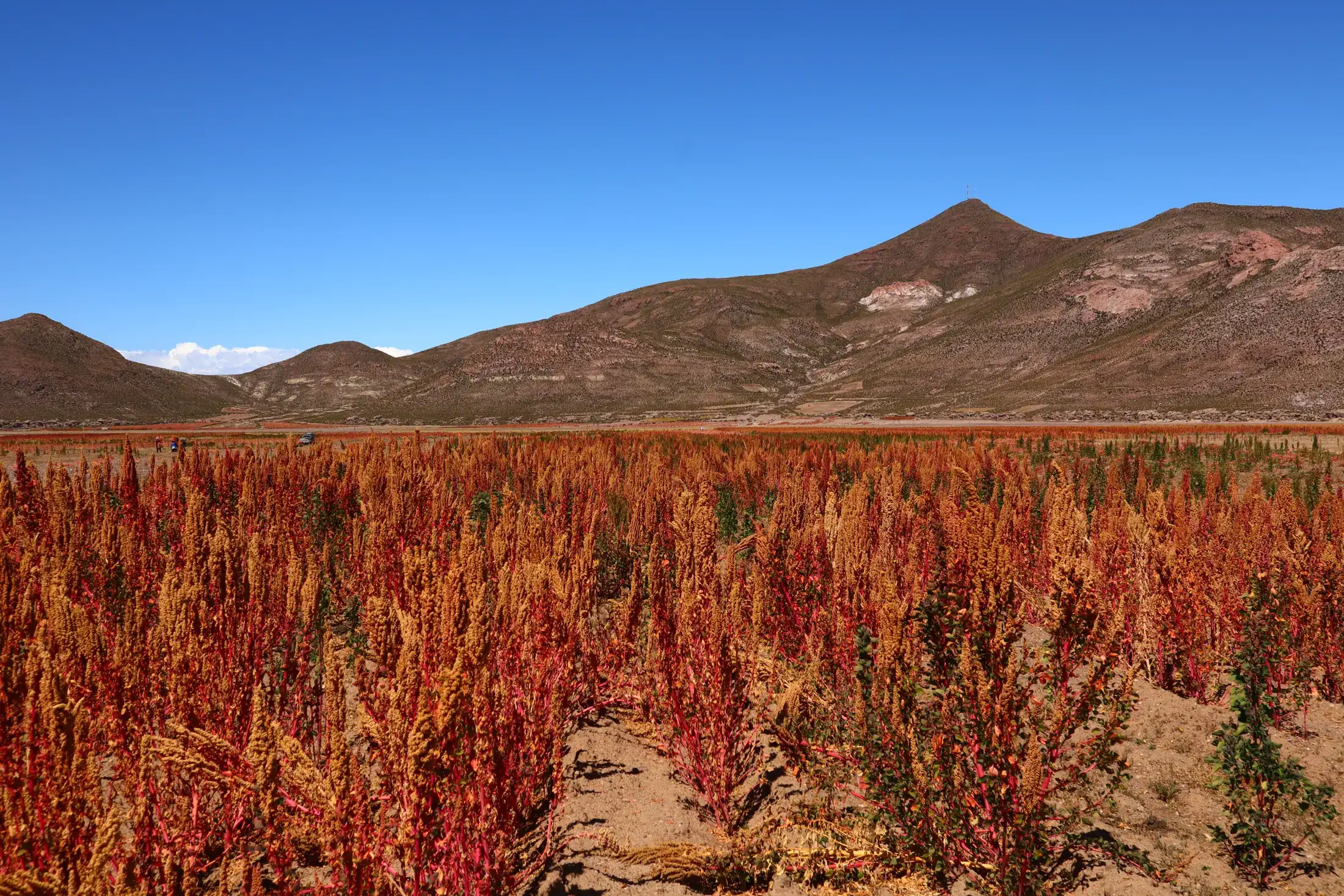Quinua roja y naranja bajo un cielo azul